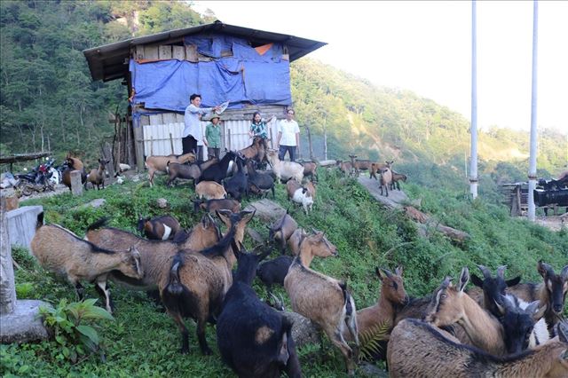 KỸ THUẬT CHĂM SÓC NUÔI DƯỠNG DÊ