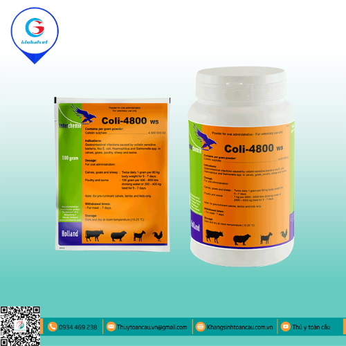COLI - 4800 WS