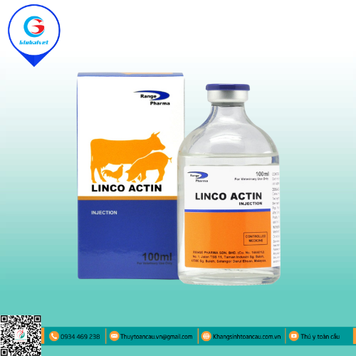 LINCO ACTIN ĐẶC TRỊ BỆNH ĐƯỜNG HÔ HẤP 