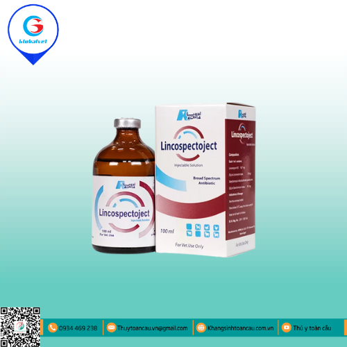 LINCOSPECTOJECT ĐẶC TRỊ BỆNH ĐƯỜNG HÔ HẤP 